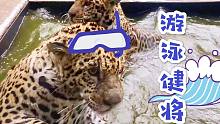 小美洲豹兄弟喜欢“潜水”，怎么叫都不上岸