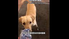 Korey给大家科普 糖尿病服务犬是如何预警 告知主人他们的血糖过高/低