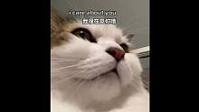 在吗? 有一只小猫咪有话想对你说