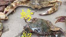请叫我钓螃蟹小能手，螃蟹多到最后不想钓了 
