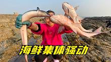 海边大干潮竟然没人来，海鲜都集体骚动让小章一人独吞！直接爆桶