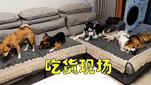 二哈带领4只狗狗跑沙发上啃鸭脖，刚铺的沙发秒变垃圾场，真气人