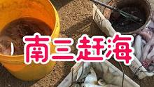 95后，没放没车，一直以赶海捕鱼为生，刷到即缘分，你愿意和我交朋友吗#南三渔小夫赶海 #心动餐厅