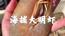 兄弟们，总有人说我的虾是养殖的，最多也就值2/30块一斤。抖音到底有没有懂货的老铁啊#南三渔小夫赶海
