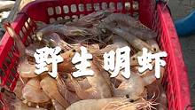 我不想解释了，野生海虾你偏要说是养殖的，我只能说别把你手上的键盘敲坏了#南三渔小夫赶海 #湛江南三 