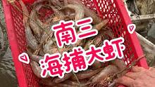 年初二，南三岛野生大海虾卖到250块一斤，太疯狂了，打破有史以来南三大虾的价格#南三渔小夫赶海 #湛