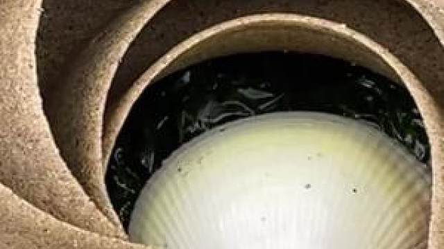 大海退潮后,大庆赶海捡到好多猫眼螺的小宝宝,长得好