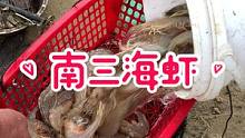 如果你是广东的，那我们交个朋友吧，过来南三岛我带你出海玩，请你吃大海虾#南三渔小夫赶海 #我的元宵故