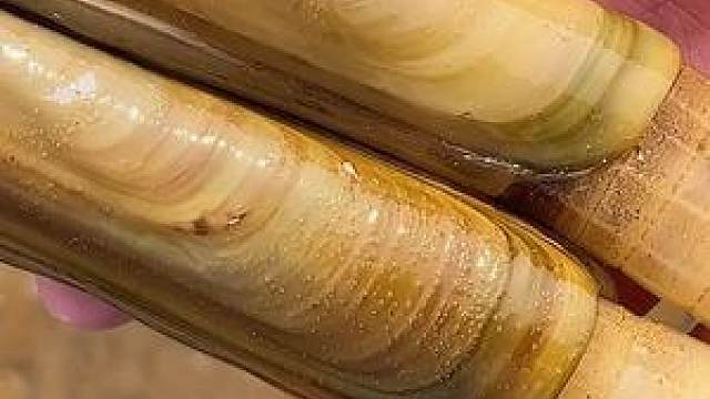 今天抓到三只蛏王,这样的洞就是蛏王的呼吸孔,小铁锹照样抓硬货 #赶海