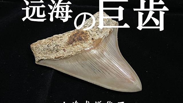大吃一鲸的牙齿原来是这个样子!