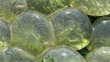 大庆赶海，发现沙滩上搁浅一群透明的泥螺小球，遇见一定不要踩