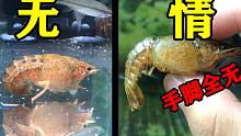 无情哈拉少！小龙虾自相残杀，失败者手脚被啃完，看着肉疼！