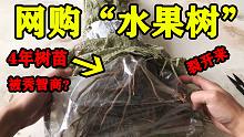 靓仔想吃水果，网购4种“水果树苗”到货后我裂开来！当年结果是真的吗？