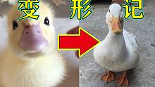 8个月前网购的小黄鸭，如今.......