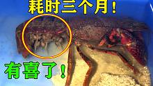 耗时3个月！网购的“怀孕”小龙虾终于传喜讯了！