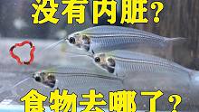 “透明鱼”吃的东西去了哪里？决定喂食一探究竟，结局满足网友好奇心！