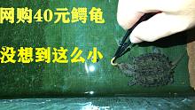 【网购】开箱40元买到的鳄龟，长得好像鳄鱼，太凶猛了