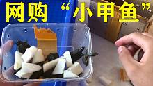 贪便宜19元网购10只“小甲鱼”开箱后感觉被坑了，不过还是好好安顿住所了