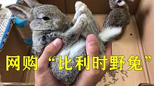 网购2只“比利时野兔”据说可以养到十几斤，小伙直接搭窝伺候！