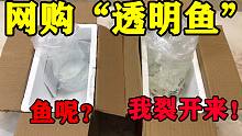 世界上竟然有透明鱼？小伙直接网购10条一探究竟，开箱后却傻眼了：鱼肉呢？