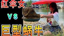 一人高的蜗牛，你们没有见过哦。