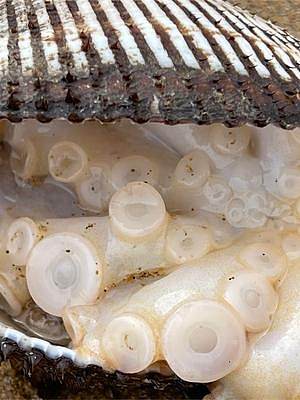大庆赶海，发现一窝好像大米一样的章鱼宝宝，全部藏在贝壳中 #年度新农人 #新农人计划2021