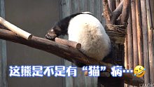 熊猫名字的缘由终于知道了