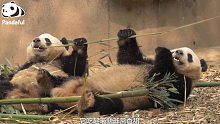 【熊猫百问 你来问】熊猫四季都吃一样的食物吗？--：我们嘴巴可挑着呢