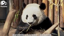 熊猫百问你来问｜熊猫爱洗澡嘛？怎么看起来黄黄的？