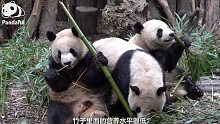 熊猫百问你来问｜大熊猫会冬眠吗？