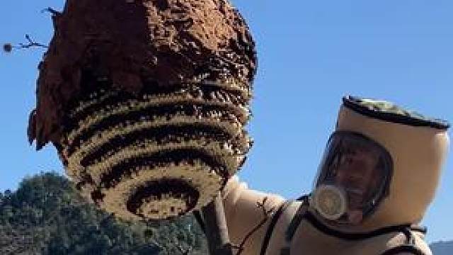 一窝蜂影响两个村,子威爬上数十米巨树摘下巨型马蜂窝,惊险万分 #户外