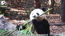 【科普】什么样的竹子才是大熊猫的最爱呢？