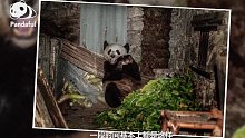 【熊猫百问】原来熊猫也爱吃肉，这下当真胖的有理啦