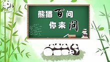 《熊猫百问》母熊猫这样做的原因，居然是想恋爱了？