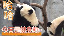 【熊猫】今天是健身熊~