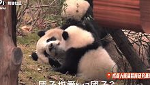 【熊猫】团子也爱rua团子？