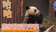 【熊猫】眼里只有苹果的川仔~