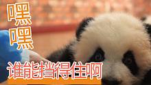 【熊猫】救命！这么卖萌，谁能挡得住啊