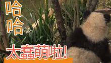 【熊猫金宝】考古！金宝小时候未免太蠢萌啦！