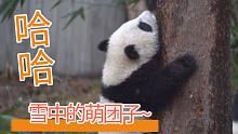【熊猫】第一次见到雪的团子~