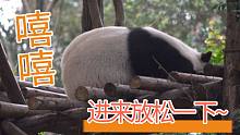 【熊猫】进来放松一下~