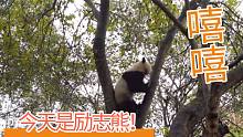 【熊猫】打工熊，开冲！