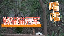 【熊猫】一起来躲猫猫呀！