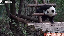 【熊猫】我被卡住啦！