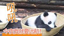【熊猫崽崽】芜湖~ 起飞~