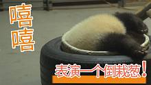 【熊猫】熊猫春生大型卖蠢现场