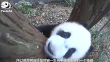 【熊猫百问你来问】之大熊猫什么时候学会爬树的？
