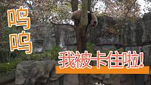 【熊猫】笑哭，想下树却被卡住