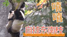 【熊猫崽崽】自挂东南枝