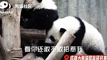 【熊猫】你打过我，我就给你rua！